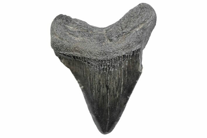 Juvenile Megalodon Tooth - South Carolina #370169